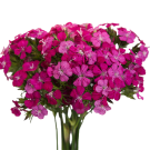 Gypsy/Sweet William - Hot Pink