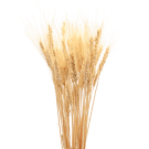 Wheat