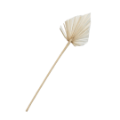 Preserved Dried Heart Palm - White