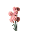 Preserved Dried Scabiosa Pods - Pale Pink