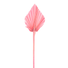 Preserved Dried Heart Palm - Pink