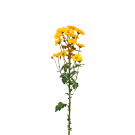 Chrysanthemums - Yellow