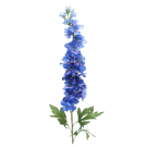 Delphinium - Blue