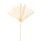 Preserved Dried Sun Cut Palm - White