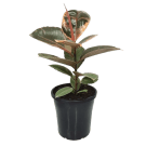 Potted Ruby Ficus