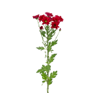 Chrysanthemums - Red