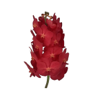 Vanda Orchid - Red