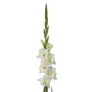 Gladioli - White