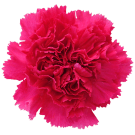 Carnation (Sim) - Hot Pink