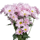 Chrysanthemums - Pale Pink