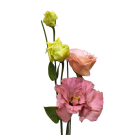 Lisianthus - Pale Pink