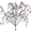 Misty Emile - Purple