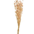 Preserved Dried Sea Holly - Apricot