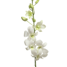 Singapore Orchids - White