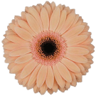 Gerberas - Peach