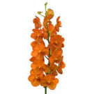 Vanda Orchid - Orange