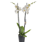 Potted Large Phalaenopsis Orchid Plant - White