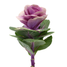 Kale - Purple