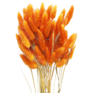 Preserved  Dried Bunny Tails - Orange