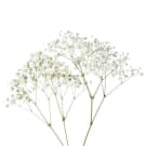 Gypsophila/Babys Breath 1/2 Stem