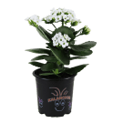 Potted Kalanchoe Plant - White
