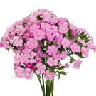 Gypsy/Sweet William - Pale Pink