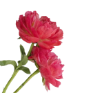 Peony - Coral