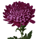 Coloured Disbuds - Purple