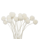 Billy Buttons - White