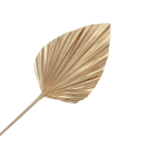 Preserved Dried Heart Palm - Gold