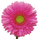 Gerberas - Hot Pink