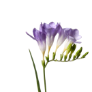 Freesias - Purple