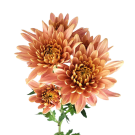Chrysanthemums - Peach