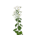 Chrysanthemums - White