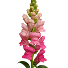 Snapdragons - Pink