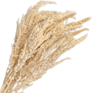 Preserved Dried Half Stem Amaranthus - White