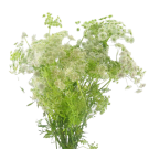 Queen Anne's Lace - White