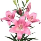 Valentines Pink La Lilies
