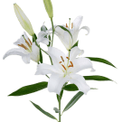 Oriental Lilies - White