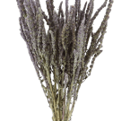 Preserved Dried Lavender - Natural