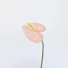 Anthuriums - Pink