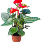 Anthurium Plant 250mm - Red