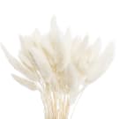 Preserved  Dried Bunny Tails - White