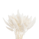 Preserved  Dried Bunny Tails - Cream