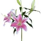 Oriental Lilies - Pale Pink