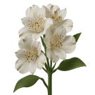 Alstroemeria - White