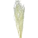 Preserved Dried Sea Lavender Or Misty Half Stem - White