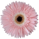 Gerberas - Pale Pink