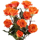 Spray Roses - Orange