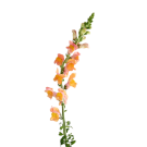 Snapdragons - Orange